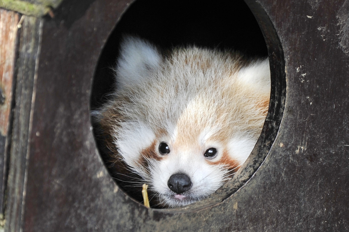 Ridiculously cute red panda cubs Bert and Ernie seen for first time at