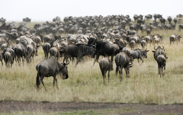 Wildebeest