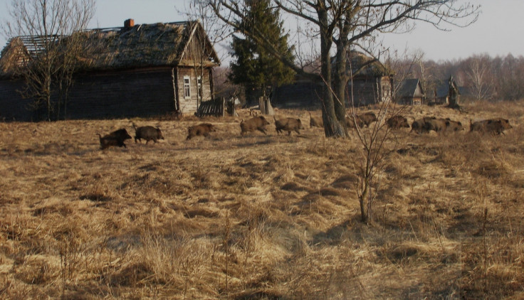 chernobyl exclusion zone