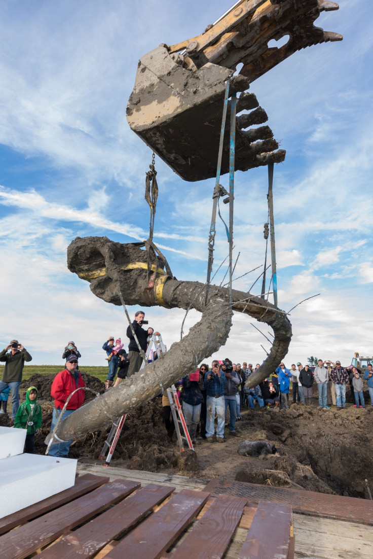 mammoth bones