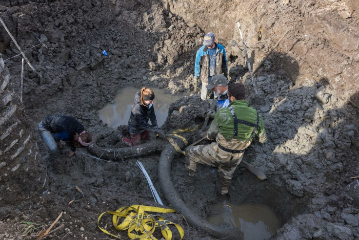 mammoth bones