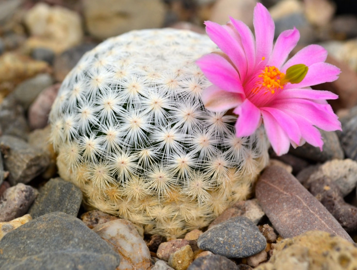 Mammillaria herrerae