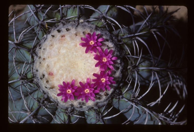 Melocactus glaucescens