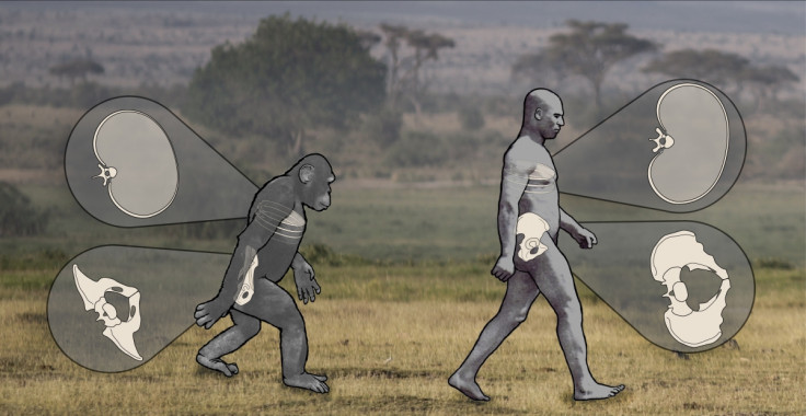 chimps humans walking upright