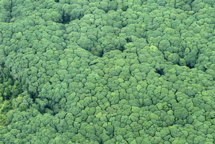 Forest, South Sumatra