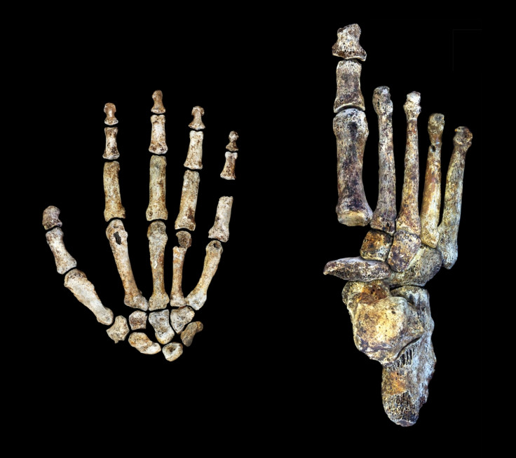 naledi hands