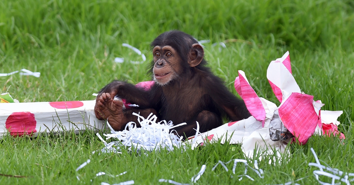 baby chimpanzee