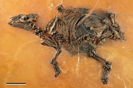 horse fossil