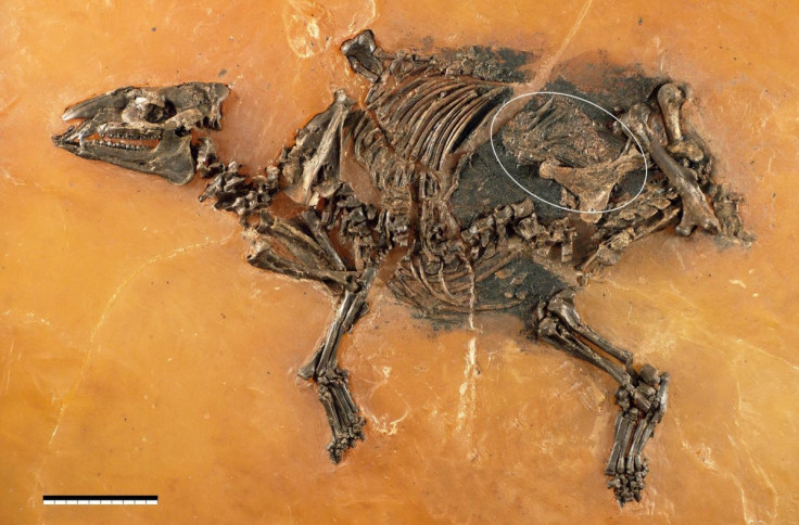 horse fossil