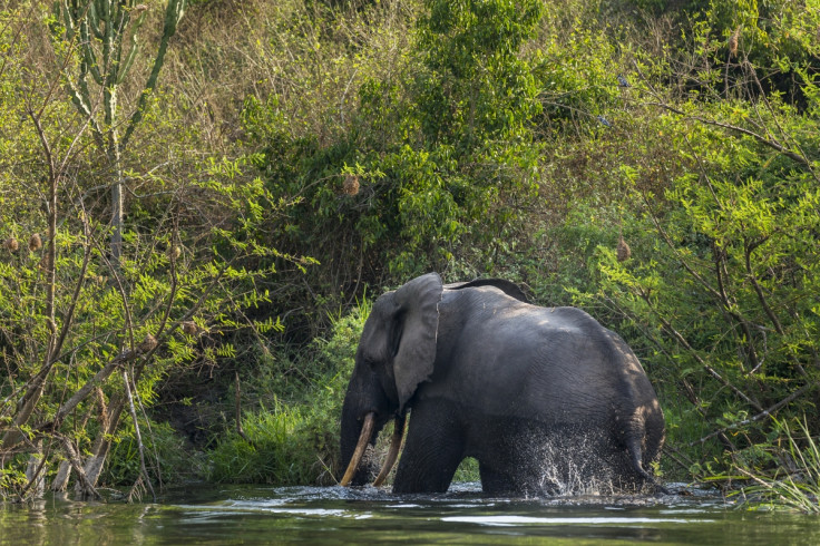 DRC elephant