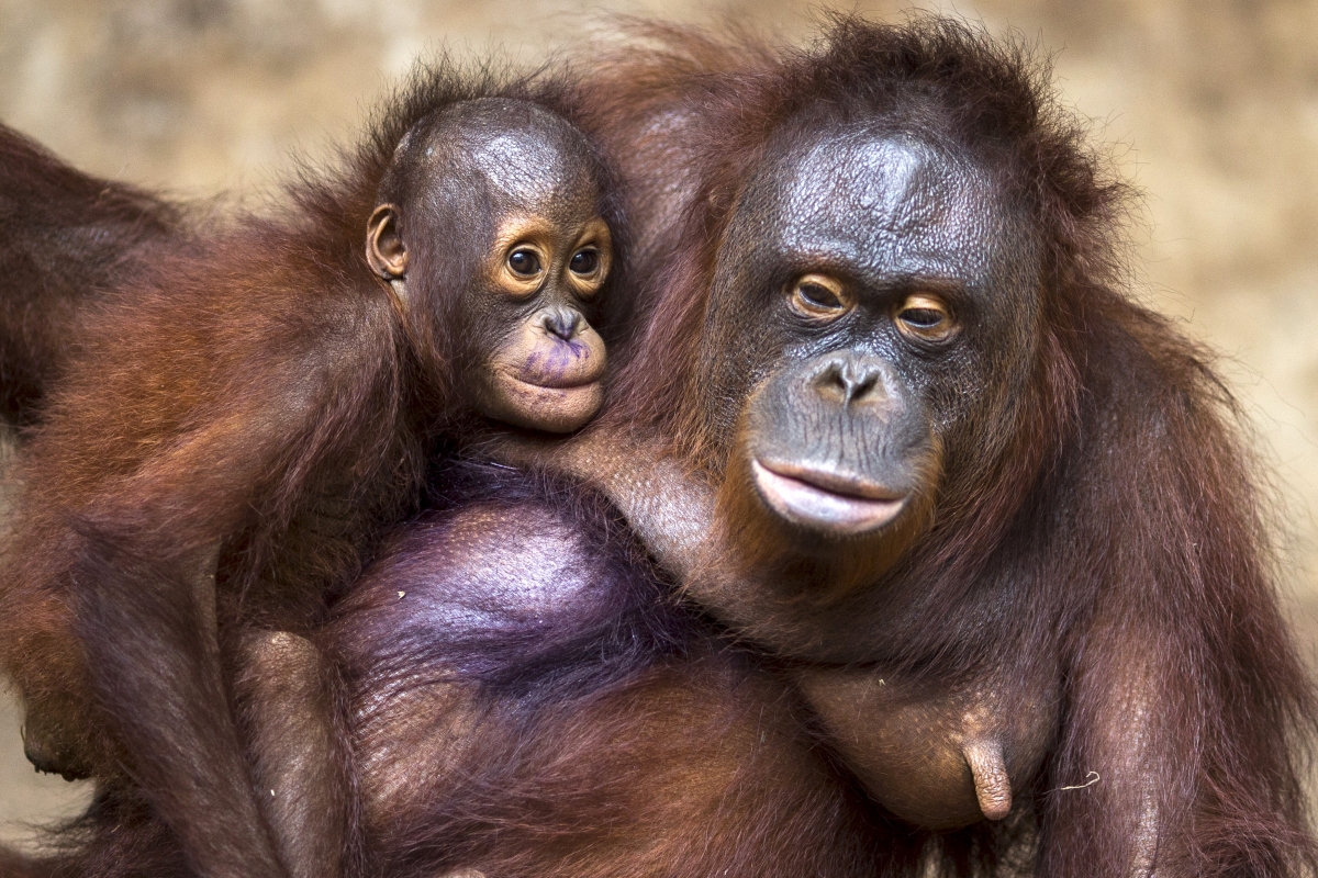  Indonesia  Hundreds of orangutans  face evacuation as 