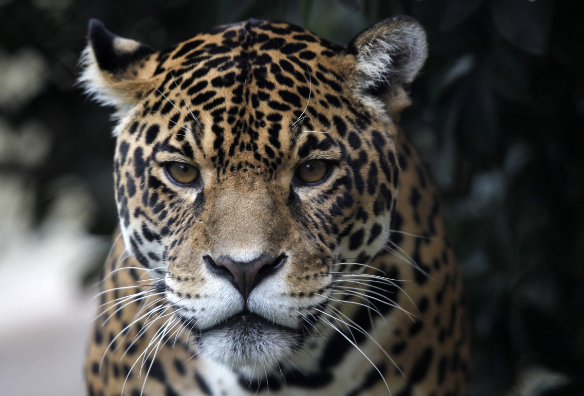 India: Delhi zoo sending back gluttonous jaguar that shuns female company