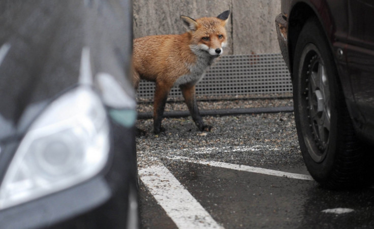 Urban fox