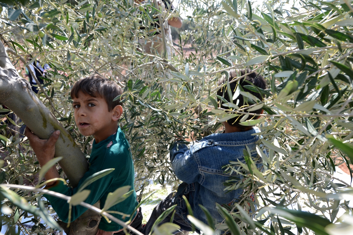 Syrian children olive oil 