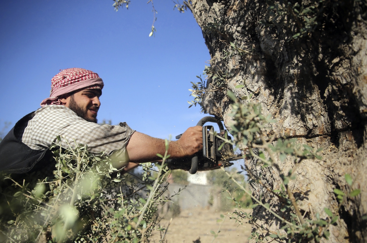 Syria civil war olive trees
