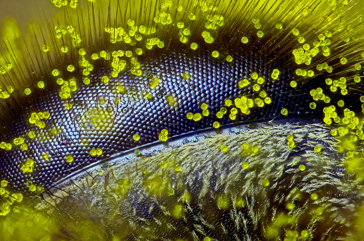 Nikon Small World 2015 winner: Incredible close-up image of pollen