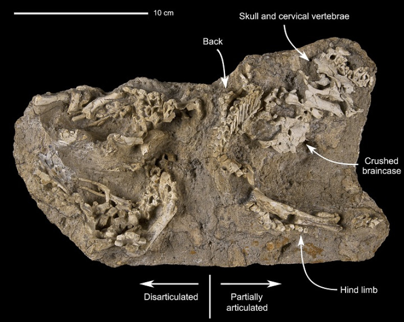 Saurolophus angustirostris fossils