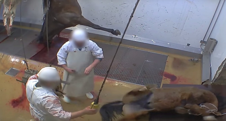 Alès Abattoir video France animal cruelty