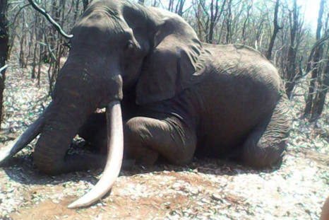 Zimbabwe elephant