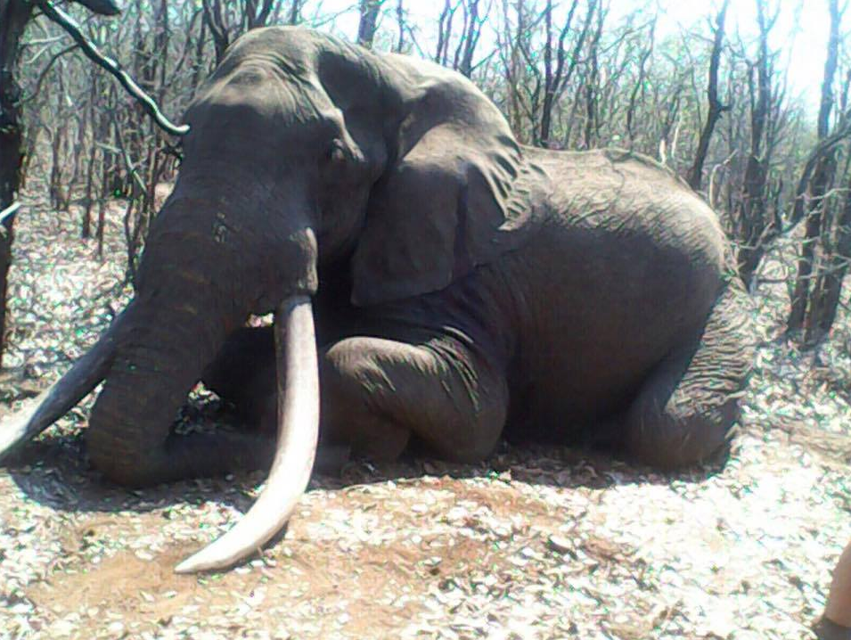 Zimbabwe: Hunter kills one of the biggest elephants ever ...