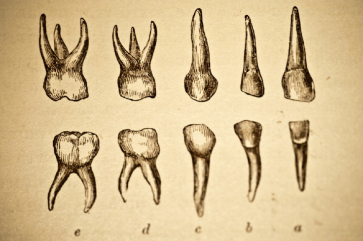 Human Teeth