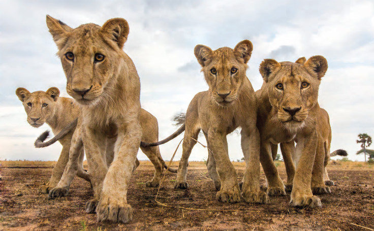 Africa on Safari