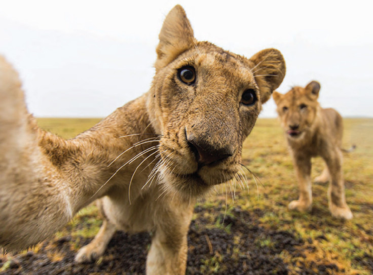 Africa on Safari