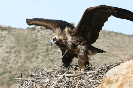 vulture genome