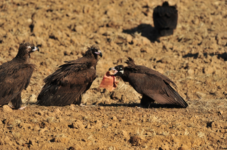 vultures eating rotting meat