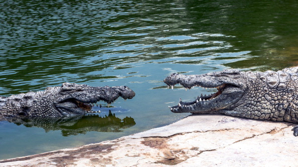 crocodile