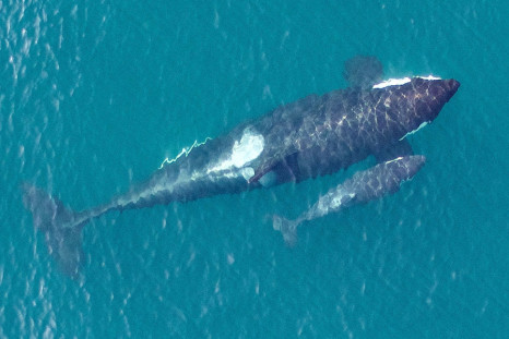 killer whale calves