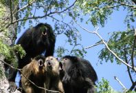 howler monkeys