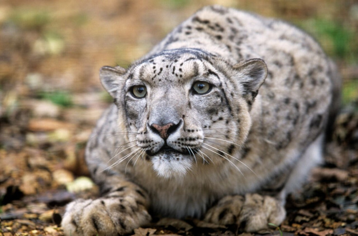 snow leopard