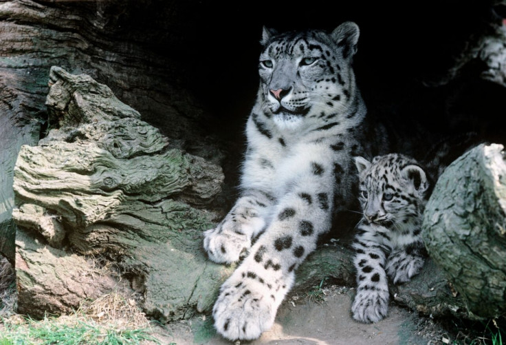 snow leopard