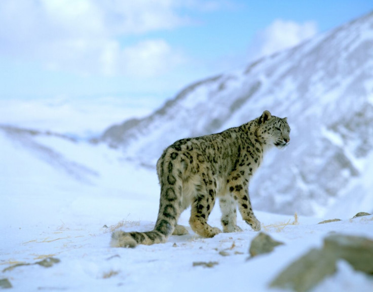 snow leopard