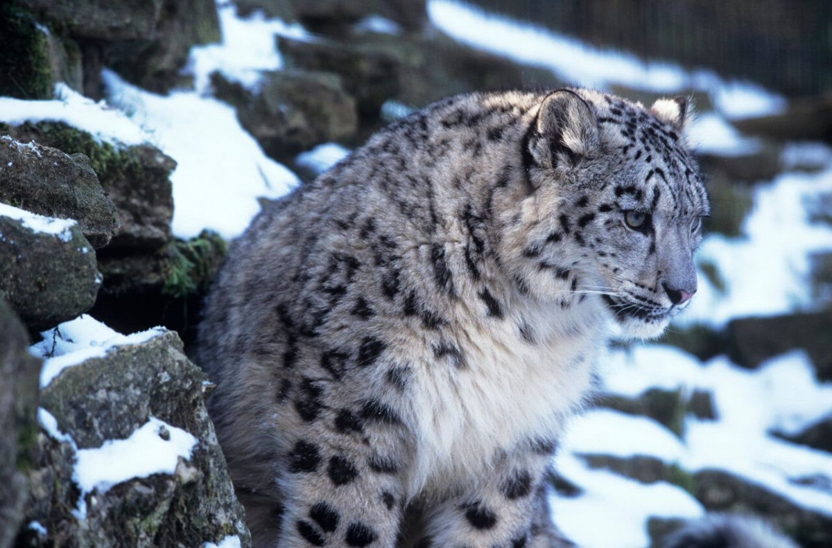 International Snow Leopard Day 2015: Stunning Never-before-seen Footage ...