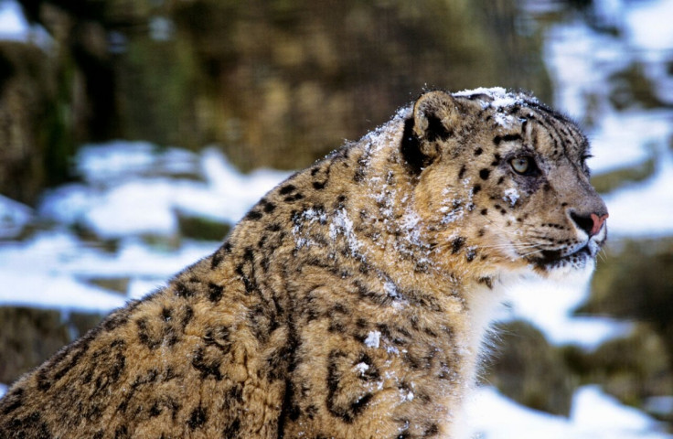 snow leopard