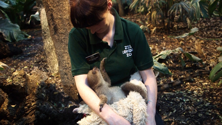 Baby sloth