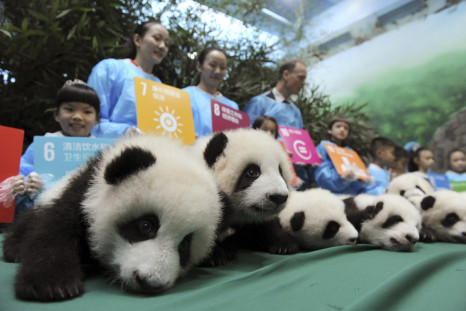 Baby Giant Pandas On Display