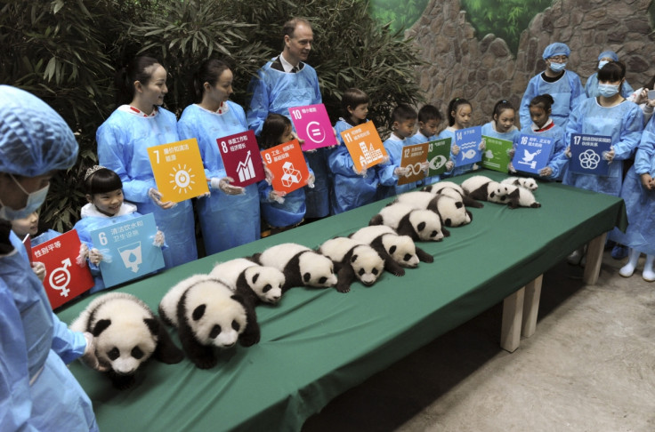 Giant Pandas on display in China