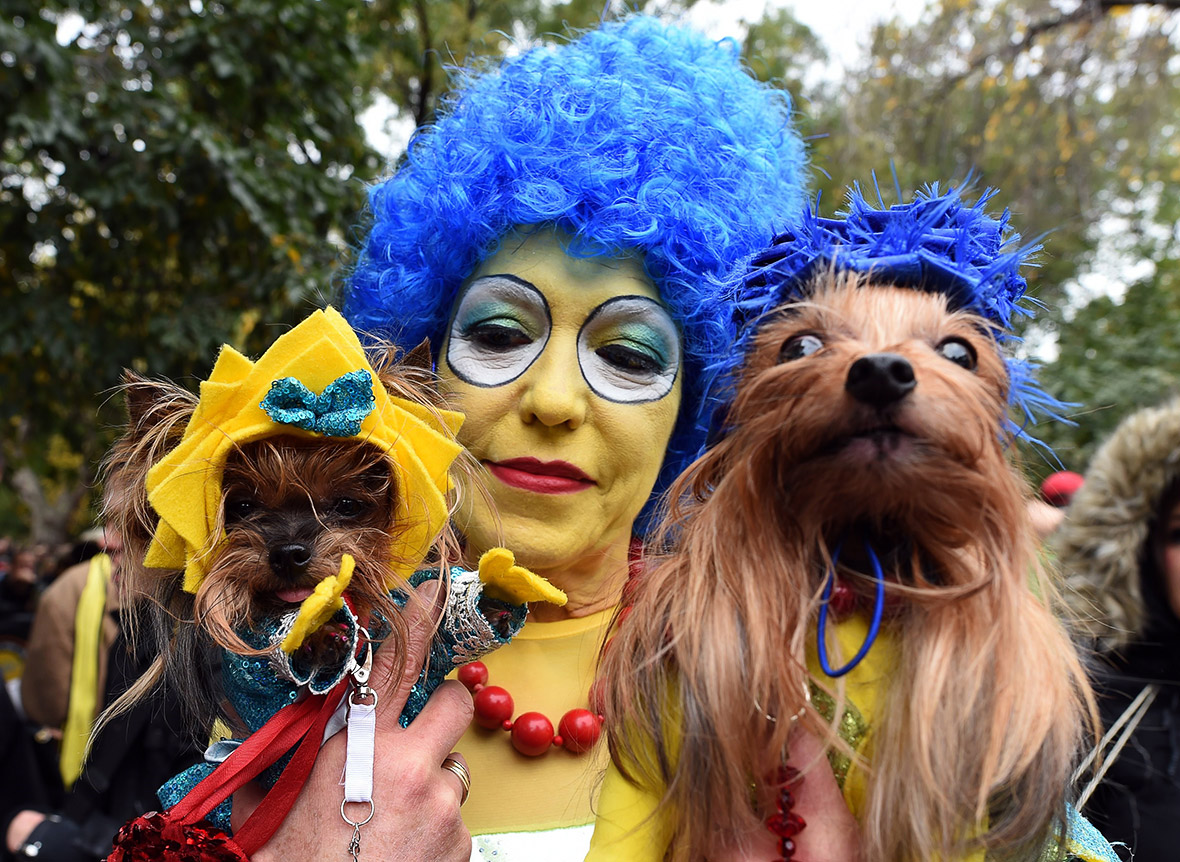 Halloween dog costumes