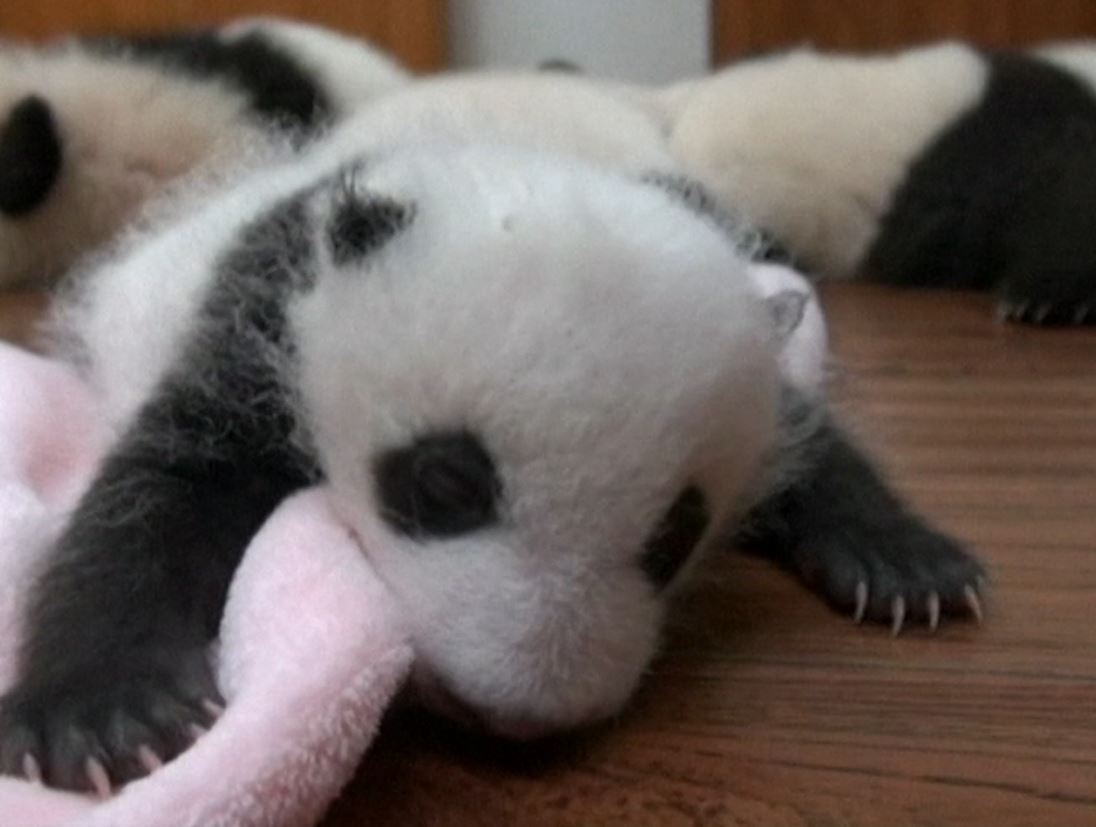 China: Cute baby pandas revealed to the world