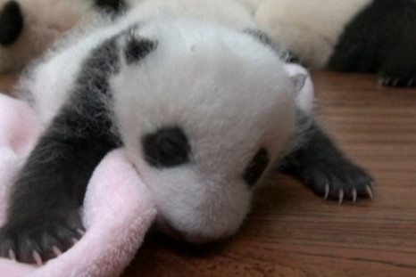 China: Twin panda cubs revealed to the world