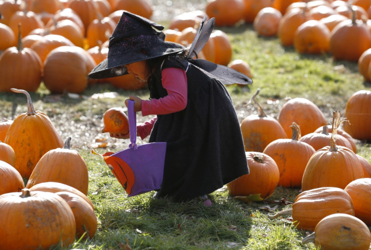 Child picking pumpkins in a field