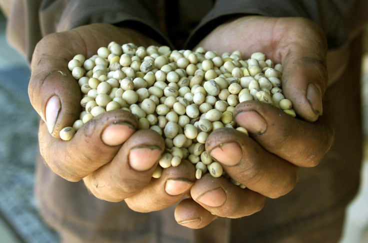 gmo soy beans
