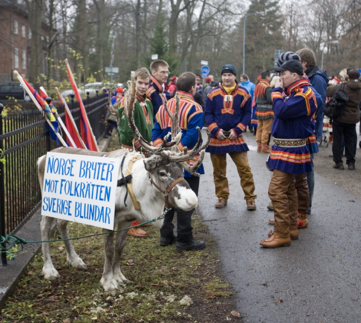 sami reindeer