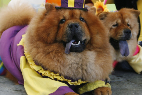 Two Chow Chows dressed in clown costumes