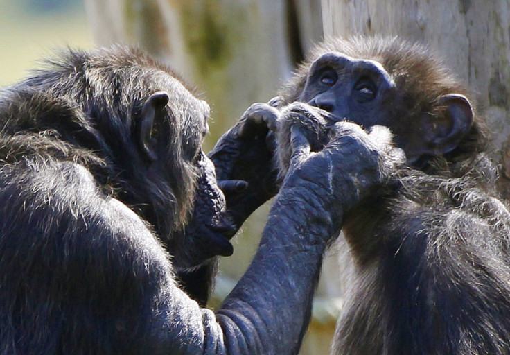 chimps at edinburgh zoo
