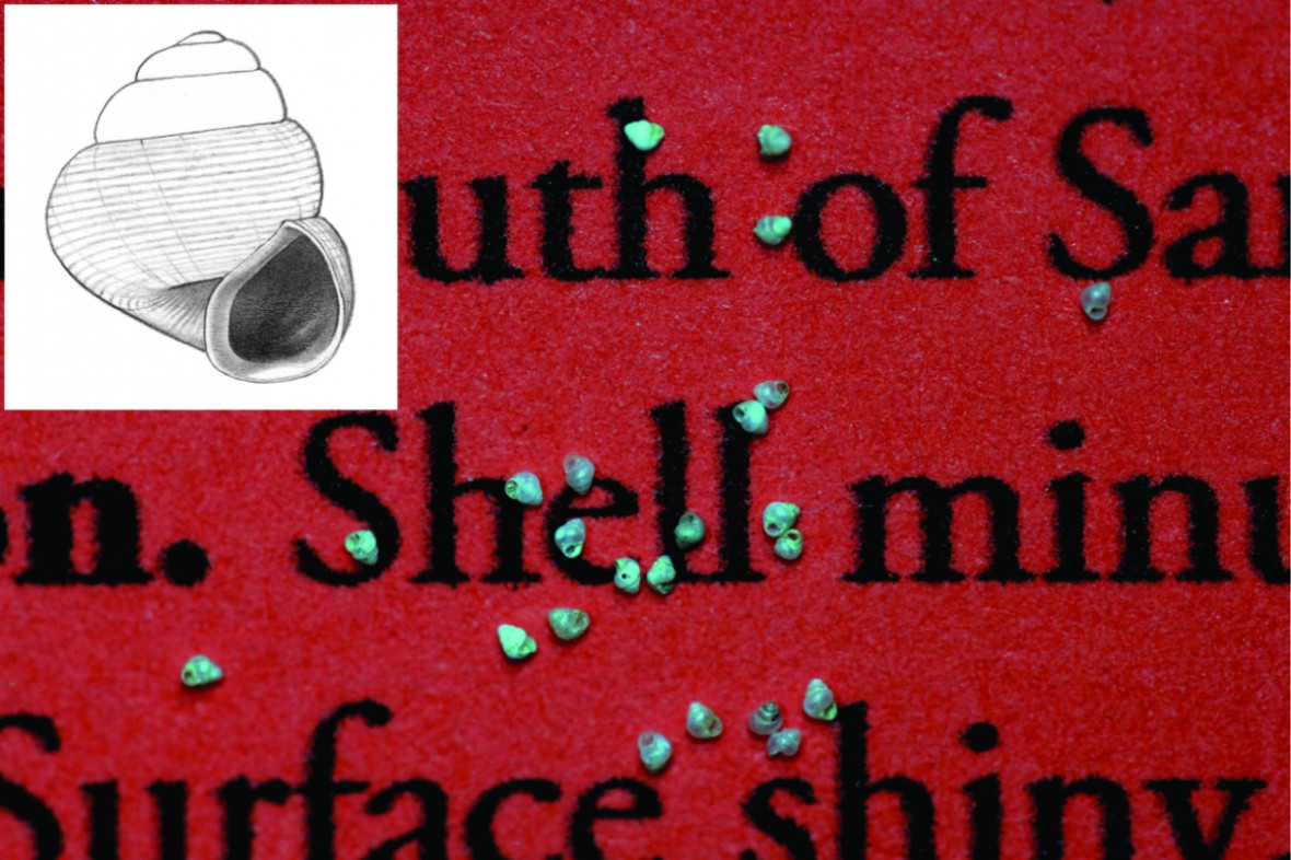 world\'s smallest snail world\'s smallest snail