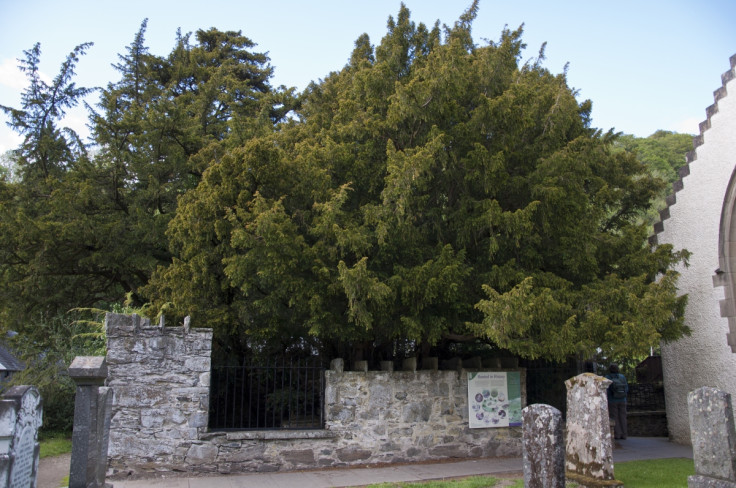 FORTINGALL YEW